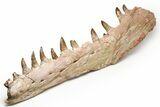Mosasaur Jaw with Eleven Teeth - Morocco #225340-5